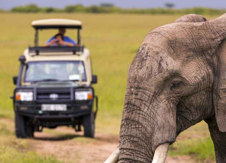 Safari companies